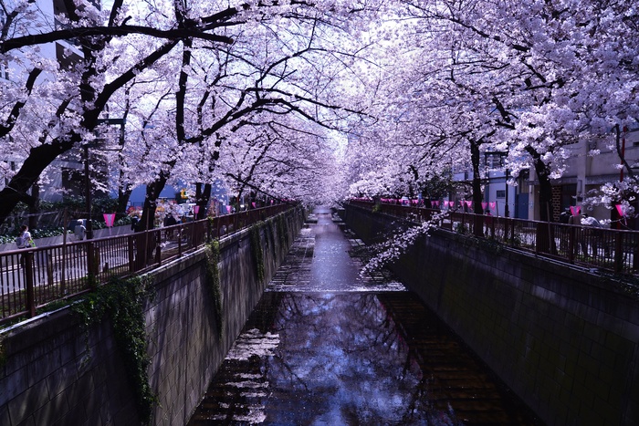 树日本樱花樱花盛开樱花树蓝花楹目黒川の