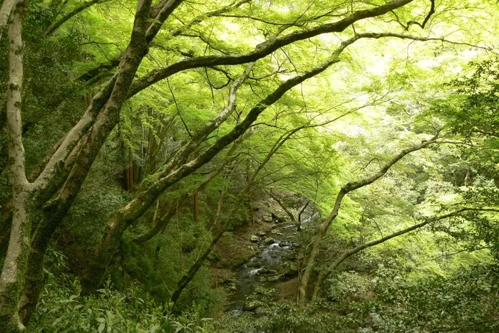 树,生态林,雪树银花,自然公园,山峦,黄金周游记：大阪