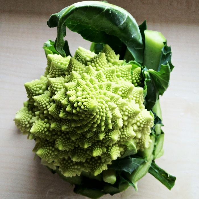 西兰花宝塔菜盆栽植物蒜蓉西兰花花椰菜大量手性