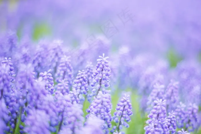 薰衣草,葡萄风信子,风信子,紫色薰衣草,蓝壶花,穆斯卡里的梦想