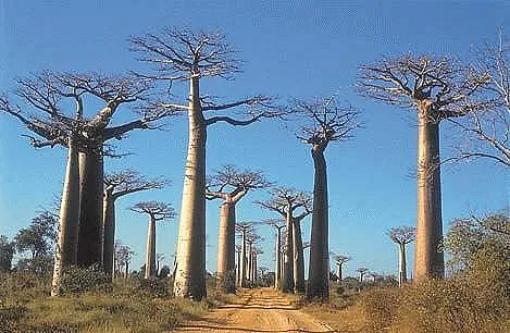 猴面包树,面包树,波巴布树,树,街灯,马达加斯加的猴面包树