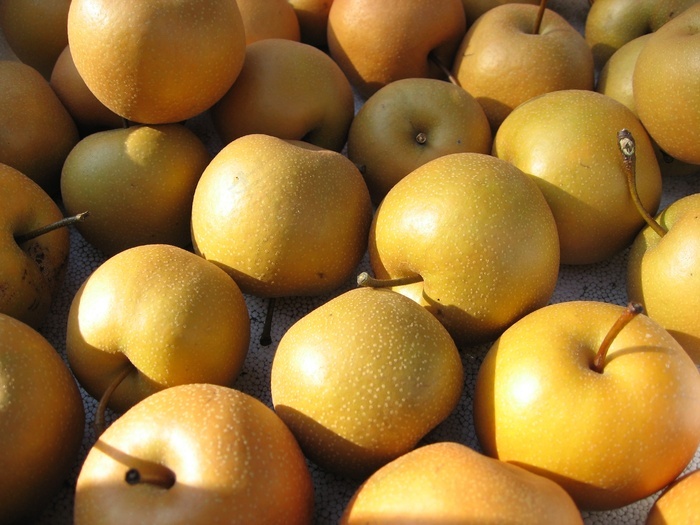 丰水梨梨黄梨翠冠梨黄冠梨亚洲梨