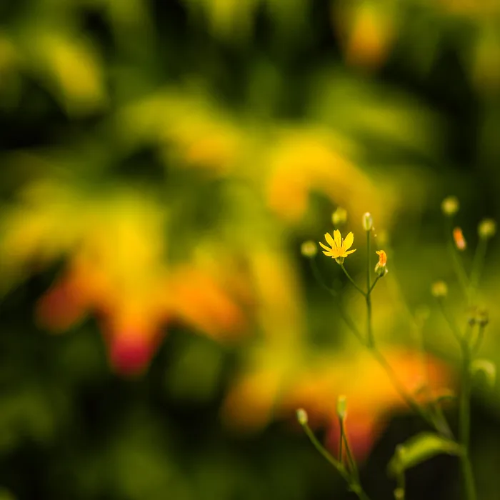 菊科,花卉,绿色植物,小黄菊,模糊图片,生日快乐