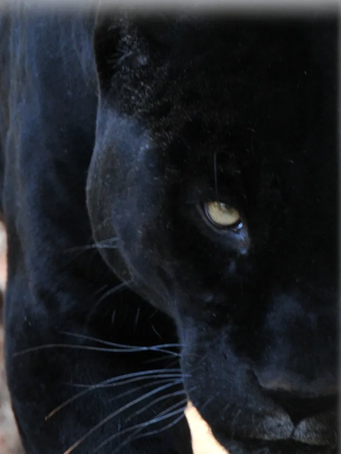 黑豹,猫,孟买猫,俄罗斯蓝猫,黑色桌面,黑豹