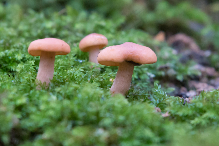 蘑菇蜜环菌硬柄小皮伞蘑菇菌类牛肝菌小世界