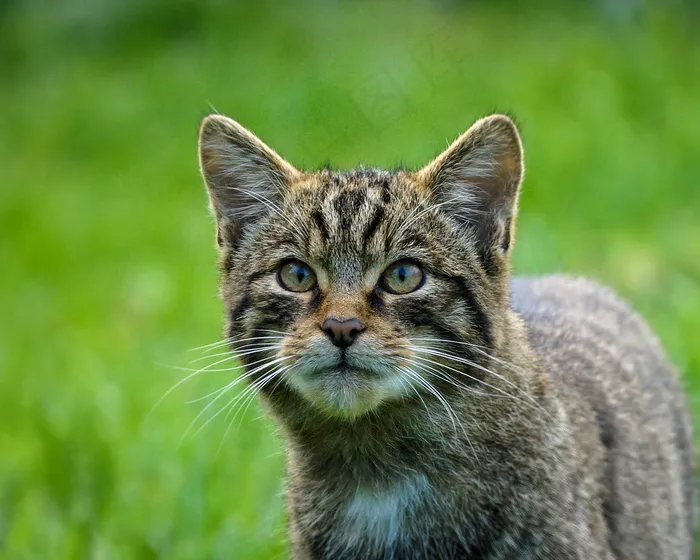 猫,美国短毛猫,狸花猫,猞猁,挪威森林猫,苏格兰野猫
