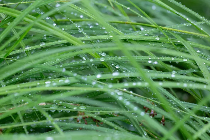 气候，水滴，草，绿色，高清壁纸，宏，户外，雨，天气，湿