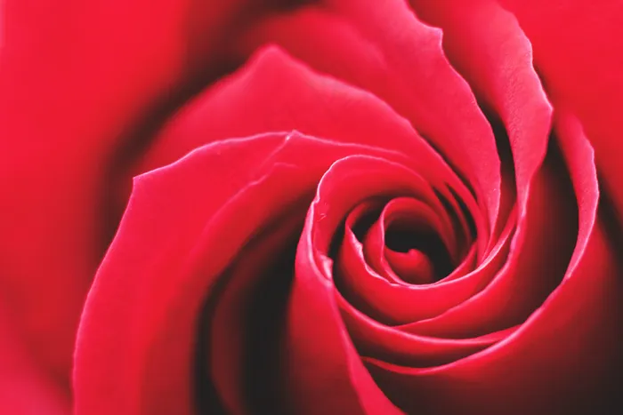 一天，花，花，高清壁纸，爱，红色，浪漫，浪漫，玫瑰，玫瑰，情人节