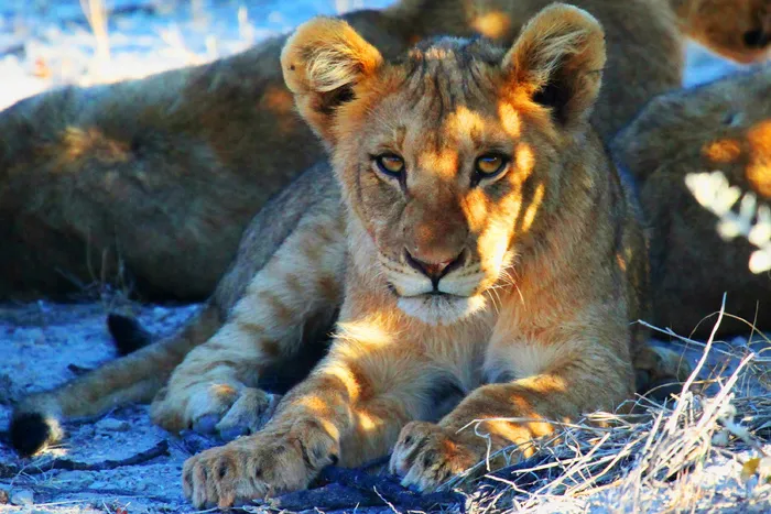 非洲，非洲，大猫，狮子，捕食者，野生动物园，野生