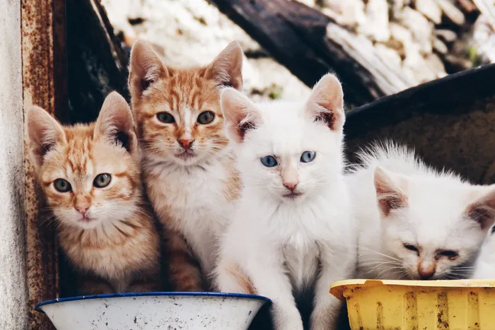 猫，猫，猫，小猫，宠物，宠物