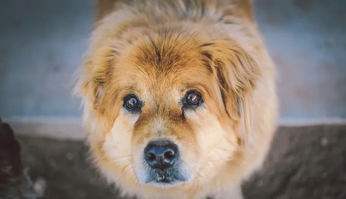 犬，Cc0，特写，可爱，狗，朋友，高分辨率，宠物，股票照片，壁纸