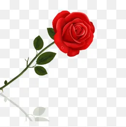 一支红色玫瑰花,免抠元素