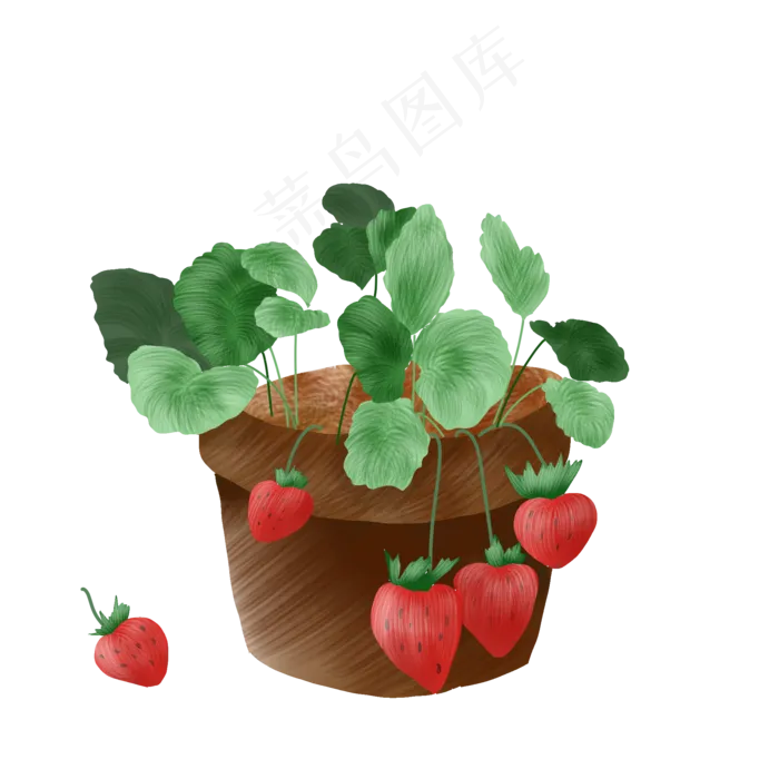 草莓盆栽水果