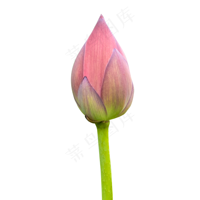 菜鸟图库提供高质量设计素材下载,本素材作品名称为荷花花蕾(2000x