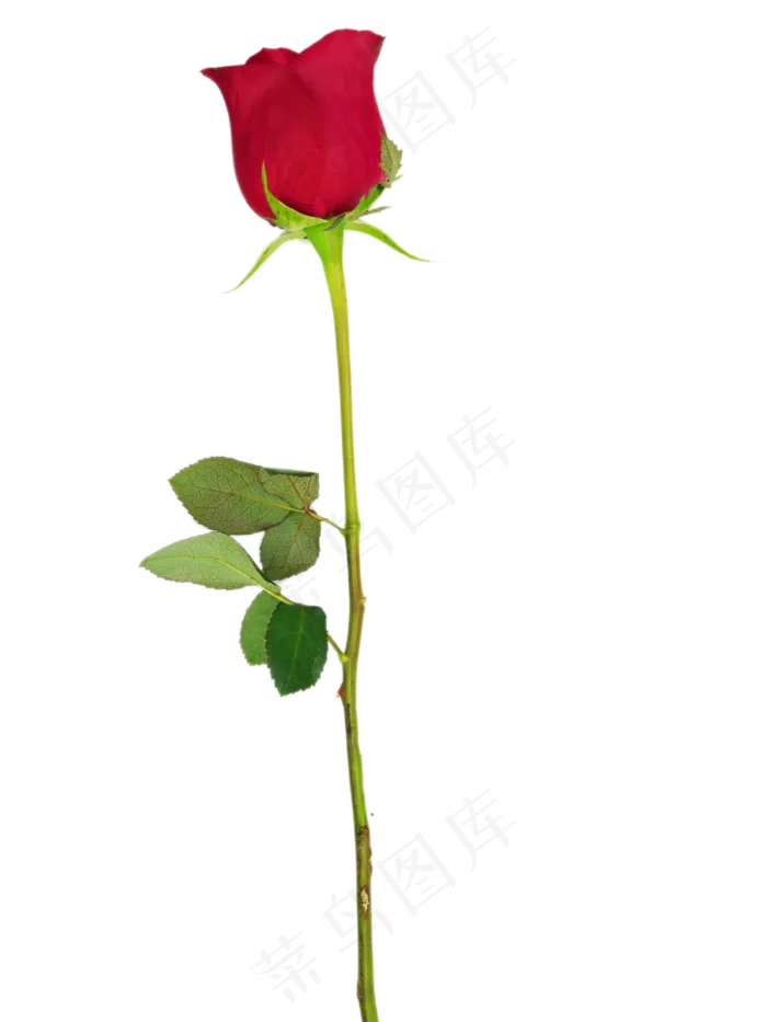 一束玫瑰爱情花朵
