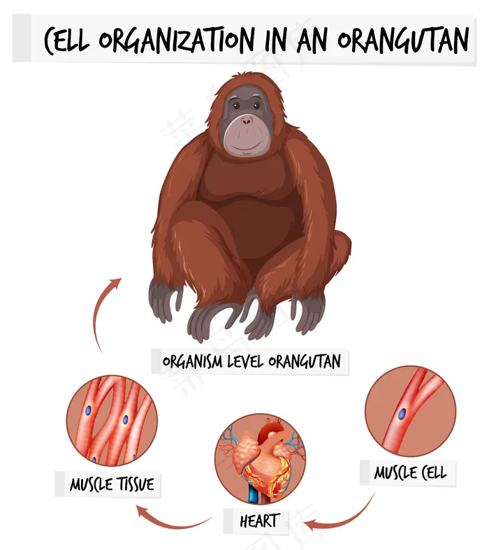 显示猩猩细胞组织的图表