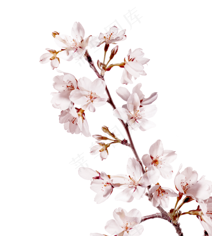 本素材作品名称为樱花开花植物免扣png ,素材编号是2106017, 						是