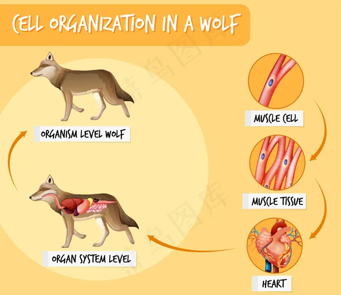 狼的细胞组织示意图