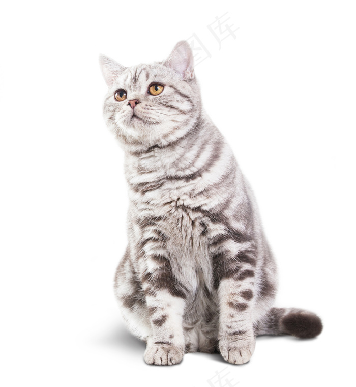 白色背景上可爱的小灰猫 菜鸟图库