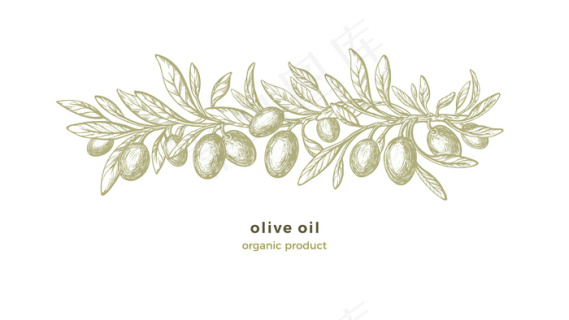 橄榄素描图案.手绘装饰,带纹理树枝,绿色水果,复古树叶