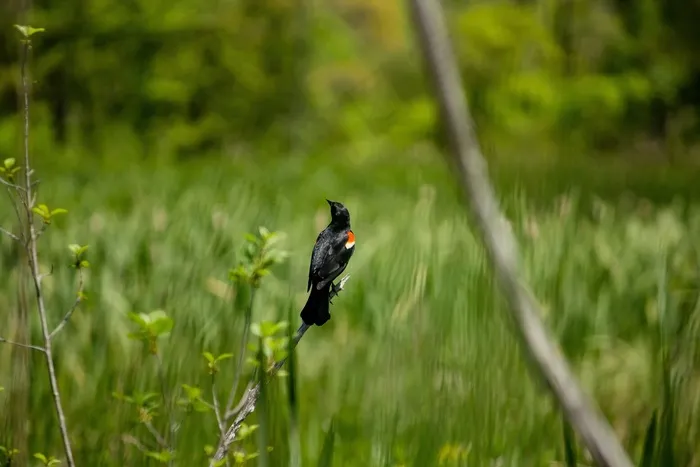 一只美丽的红翅膀黑鸟坐在树枝上，背景模糊