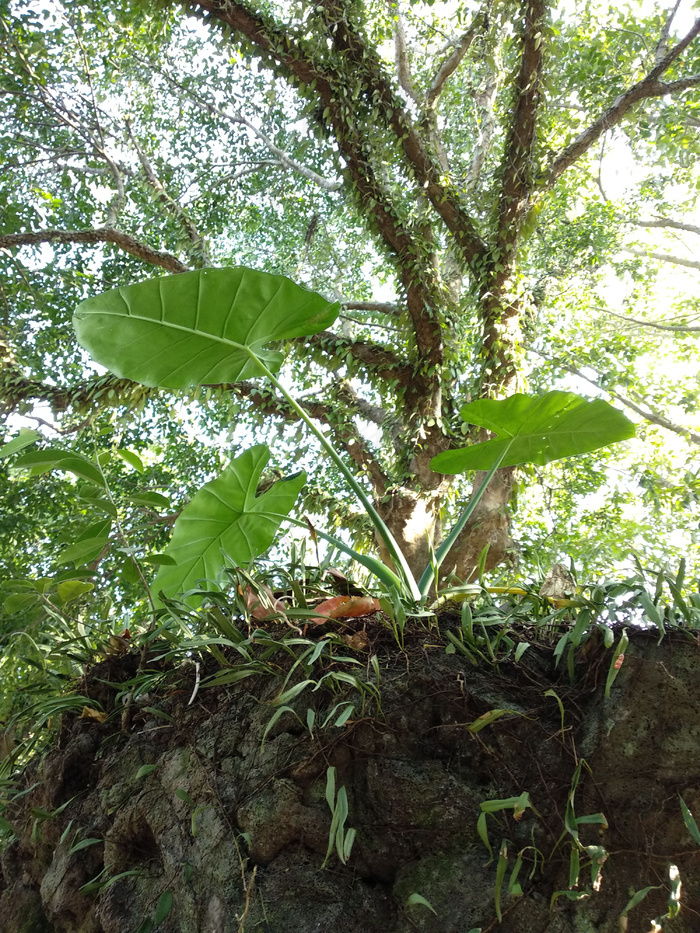 石头开花石头上的山芋头