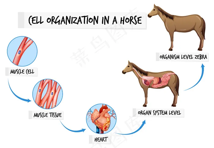 显示马的细胞组织的图表