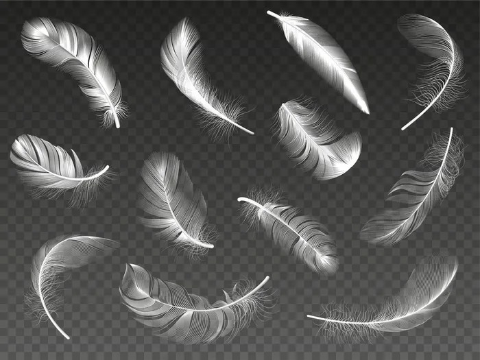 白色羽毛。蓬松的天使旋转羽毛，鸟羽毛，天鹅或鸽子翅膀羽毛插图图标集。逼真的白天鹅和毛茸茸的羽毛