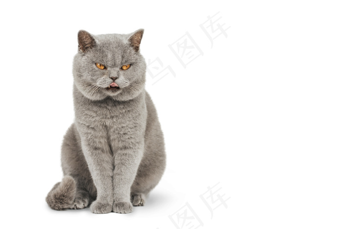灰色的苏格兰猫坐在那里 舔着嘴唇复制空间 一只厚颜无耻的猫 背景是白色的 菜鸟图库