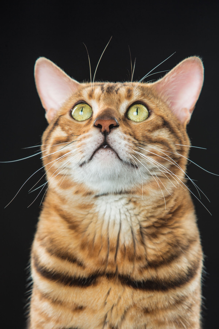 黑色背景上的金色孟加拉猫 菜鸟图库