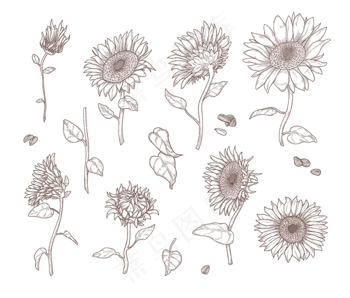 一套单色向日葵草图。手绘复古风格的向日葵叶、茎、种子和花瓣