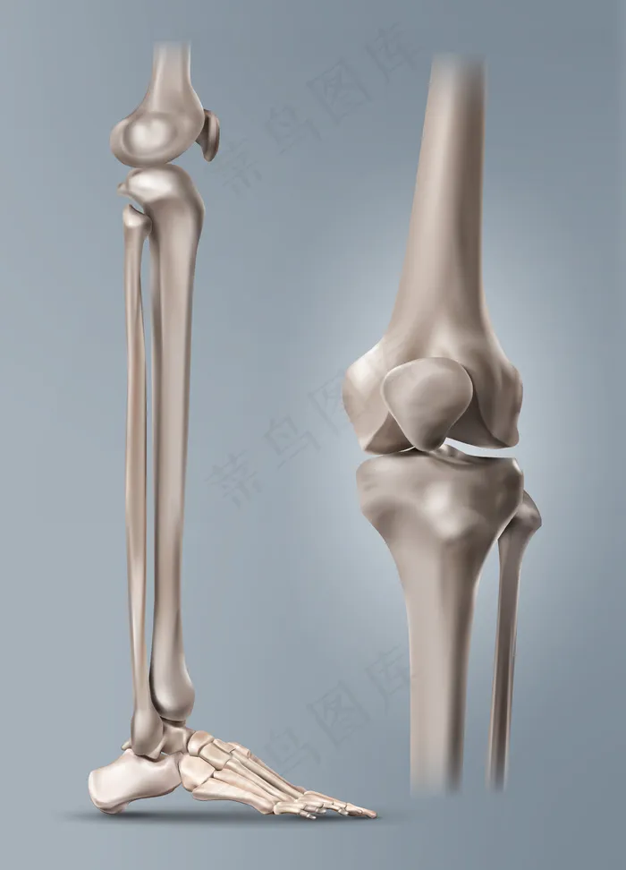 带膝关节的人体腿部或胫骨和足部骨骼的医学插图。背景孤立