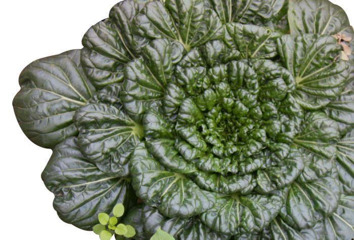 青菜叶小白菜卷心菜实物2000x2000dpi240psd模版下载