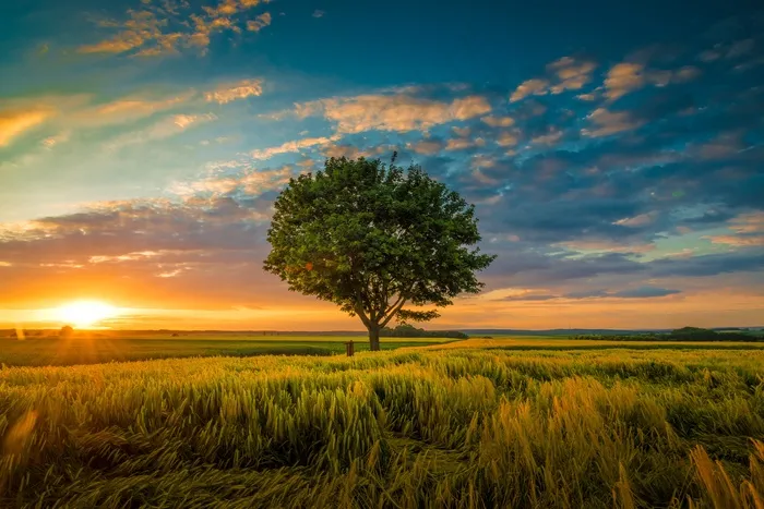在一棵被草包围的日落期间生长在阴云密布的天空下的一棵树的广角拍摄