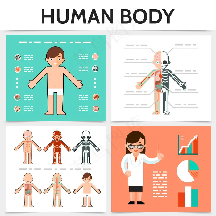 人体解剖平面方格概念与内脏骨骼呼吸肌肉循环神经系统图解