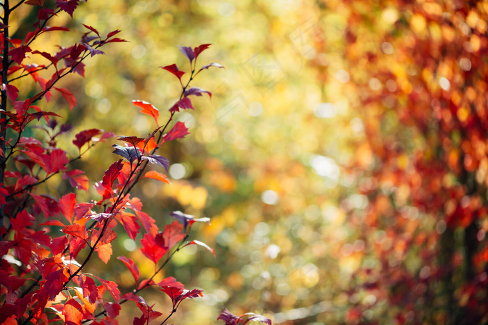 秋天的背景 阳光下的红叶 菜鸟图库