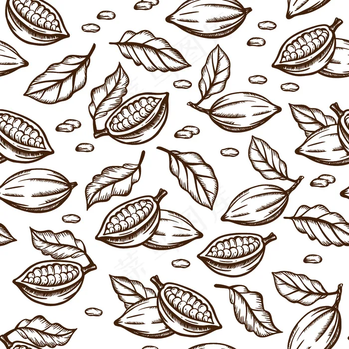可可素描种子和叶子设计在棕色的白色背景上