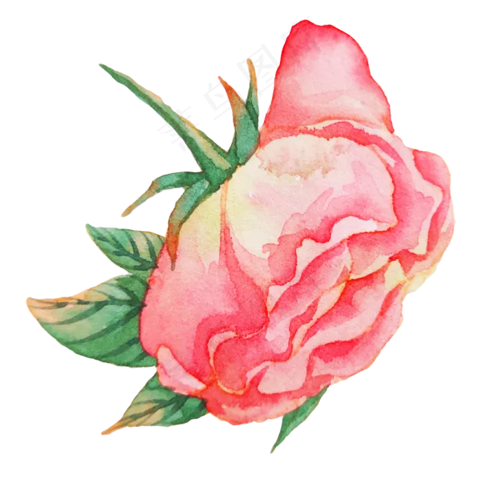 植物玫瑰蔷薇花朵