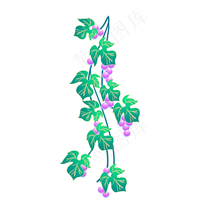 绿叶紫色葡萄藤