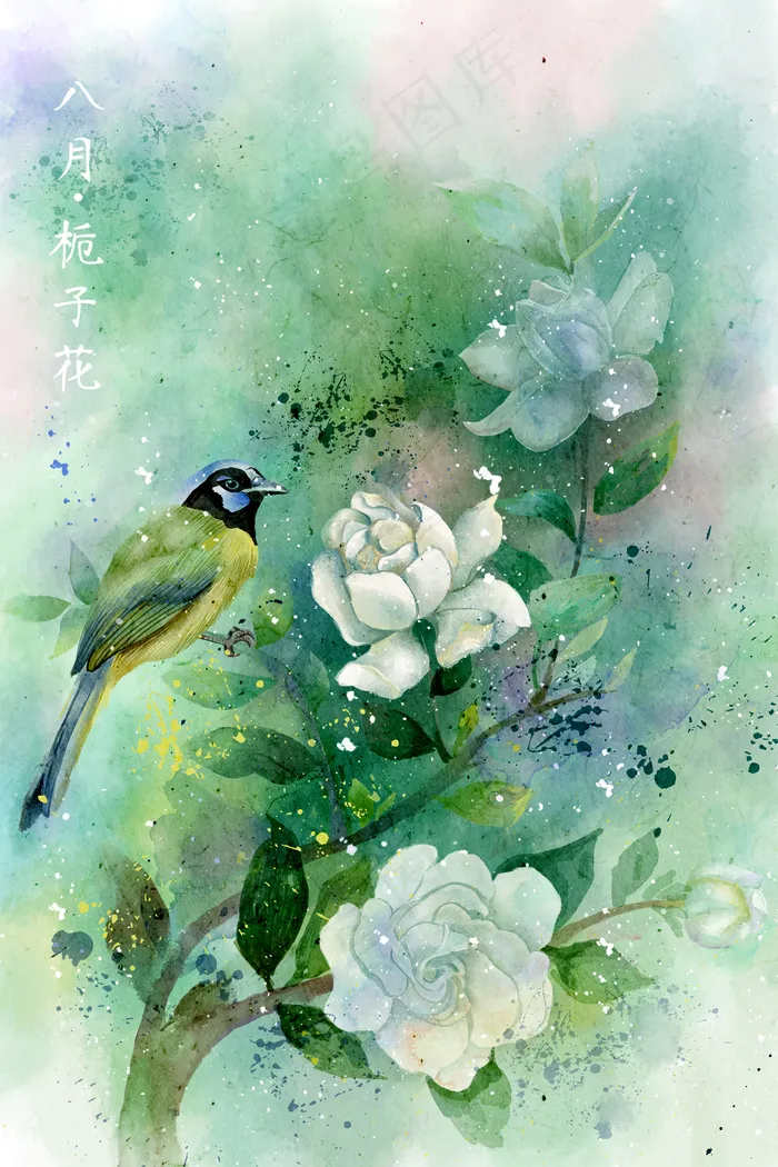 水彩花鸟画十二月花信八月栀子花