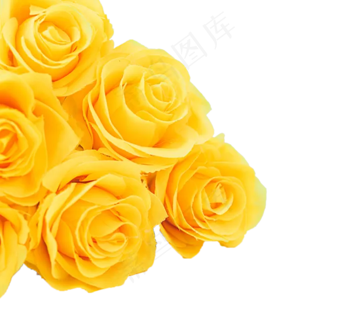 角落的黄玫瑰