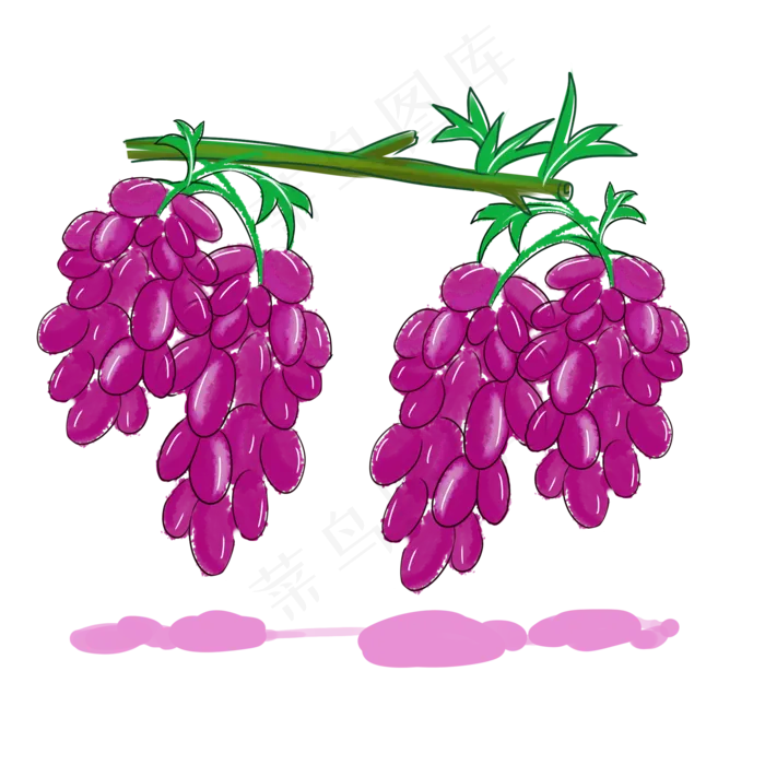 葡萄种植水果生长绿色紫色