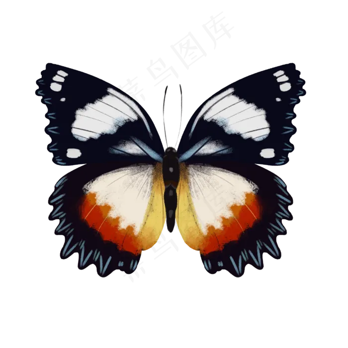 可爱动物翅膀蝴蝶美丽,免抠元素