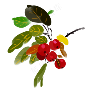 红色野山楂免抠元素40003000px300dpi