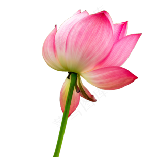 荷花花瓣植物花卉