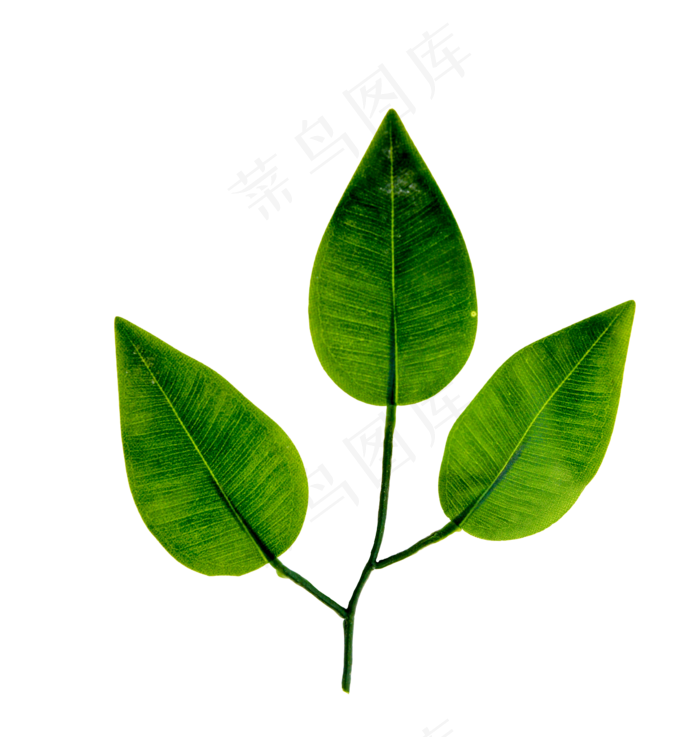 橡胶树树叶叶子3000x3000dpi300psd模版下载