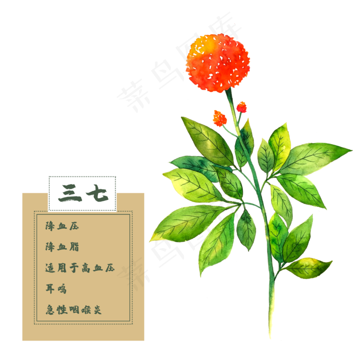 三七花类中草药花卉水彩植物2500x2500dpi300psd模版下载