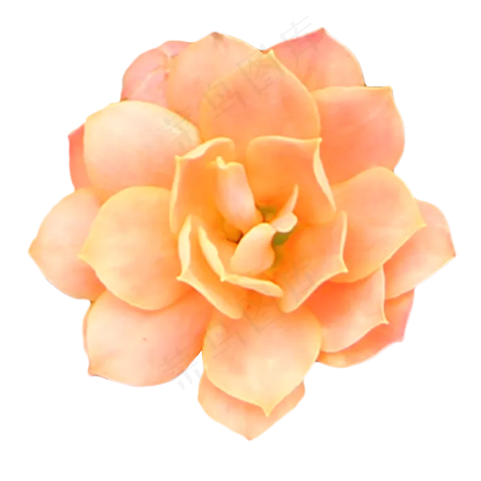 橙色玫瑰月季植物