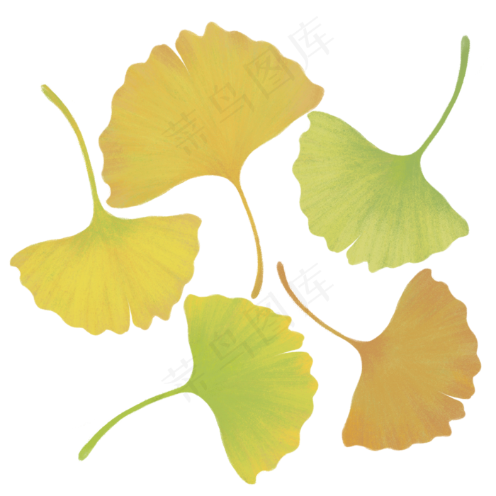 银杏叶子手绘自然树叶落叶免抠元素2480x2480dpi300psd模版下载
