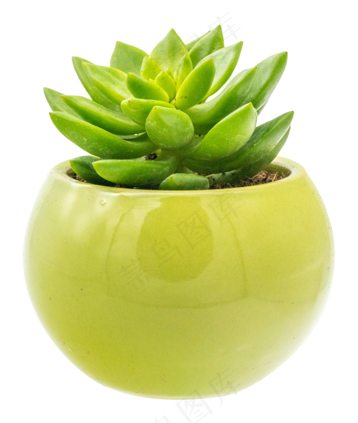 菜鸟图库提供高质量设计素材下载, 本素材作品名称为绿植多肉盆栽,免